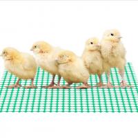 У-4 Сетка для цыплят (поликов) 0,6*30м (3*4мм)  - купить от компании